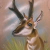 Pronghorn
